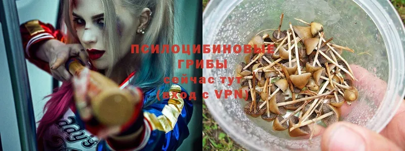 маркетплейс какой сайт  Верхний Тагил  Псилоцибиновые грибы Psilocybe  продажа наркотиков 